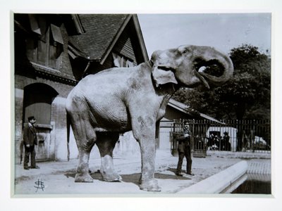 Jumbo de Olifant in de London Zoo, 1870s door English Photographer